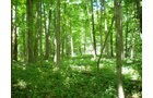 Property photo 49 - 385+/- Contiguous Acres Offered in 7 Tracts