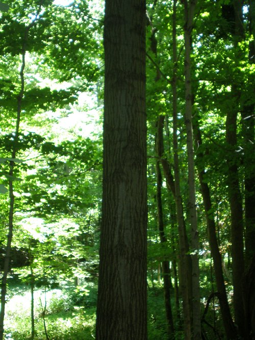 Property photo 80 - 385+/- Contiguous Acres Offered in 7 Tracts