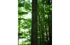 Property photo 80 - 385+/- Contiguous Acres Offered in 7 Tracts