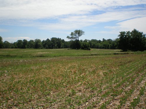 Property photo 73 - 385+/- Contiguous Acres Offered in 7 Tracts