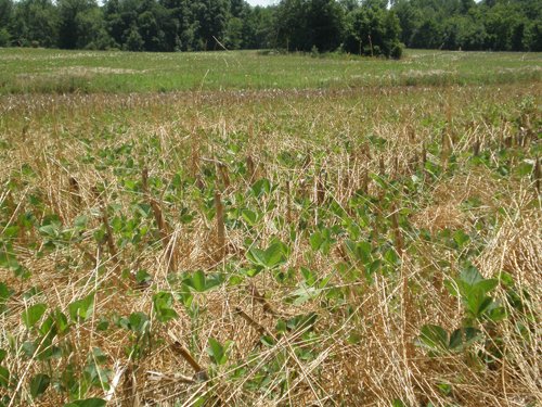 Property photo 34 - 385+/- Contiguous Acres Offered in 7 Tracts