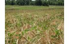 Property photo 34 - 385+/- Contiguous Acres Offered in 7 Tracts