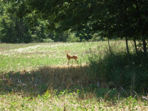 Property photo 40 - 385+/- Contiguous Acres Offered in 7 Tracts