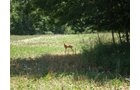 Property photo 40 - 385+/- Contiguous Acres Offered in 7 Tracts