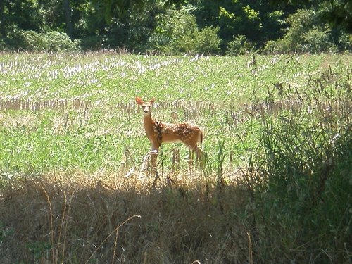 Property photo 78 - 385+/- Contiguous Acres Offered in 7 Tracts