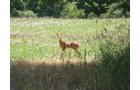 Property photo 78 - 385+/- Contiguous Acres Offered in 7 Tracts