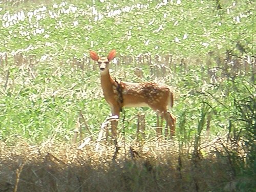Property photo 18 - 385+/- Contiguous Acres Offered in 7 Tracts