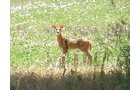 Property photo 18 - 385+/- Contiguous Acres Offered in 7 Tracts