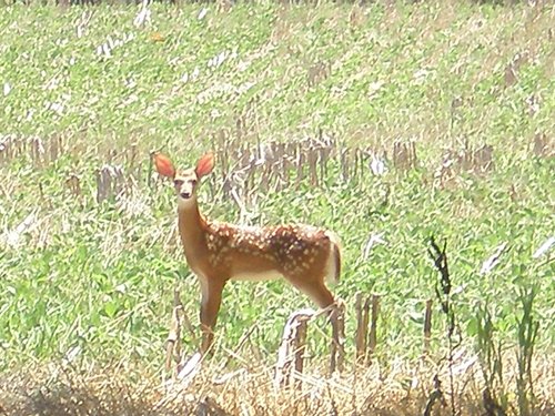 Property photo 9 - 385+/- Contiguous Acres Offered in 7 Tracts