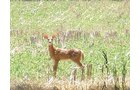 Property photo 9 - 385+/- Contiguous Acres Offered in 7 Tracts
