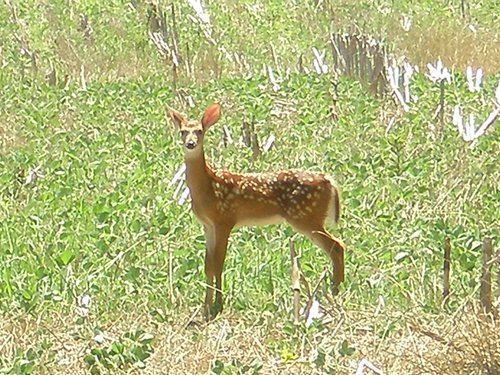 Property photo 3 - 385+/- Contiguous Acres Offered in 7 Tracts