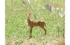 Property photo 3 - 385+/- Contiguous Acres Offered in 7 Tracts