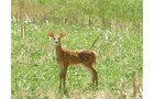 Property photo 63 - 385+/- Contiguous Acres Offered in 7 Tracts