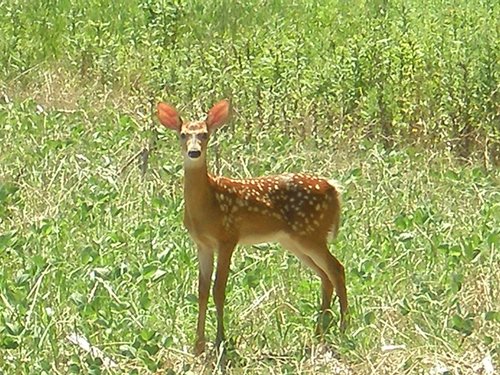 Property photo 28 - 385+/- Contiguous Acres Offered in 7 Tracts