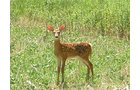 Property photo 28 - 385+/- Contiguous Acres Offered in 7 Tracts