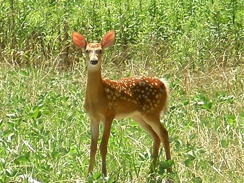 Property photo 76 - 385+/- Contiguous Acres Offered in 7 Tracts