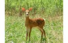Property photo 76 - 385+/- Contiguous Acres Offered in 7 Tracts