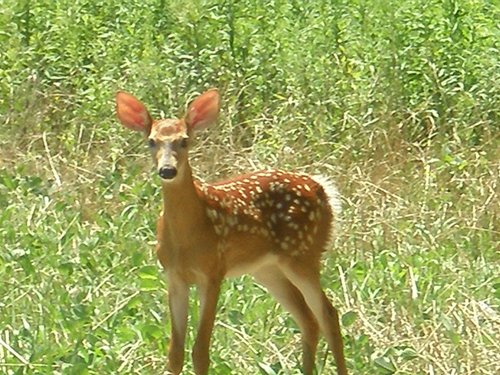 Property photo 26 - 385+/- Contiguous Acres Offered in 7 Tracts