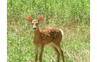 Property photo 26 - 385+/- Contiguous Acres Offered in 7 Tracts
