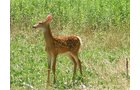 Property photo 56 - 385+/- Contiguous Acres Offered in 7 Tracts