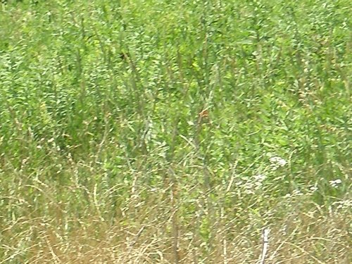 Property photo 10 - 385+/- Contiguous Acres Offered in 7 Tracts