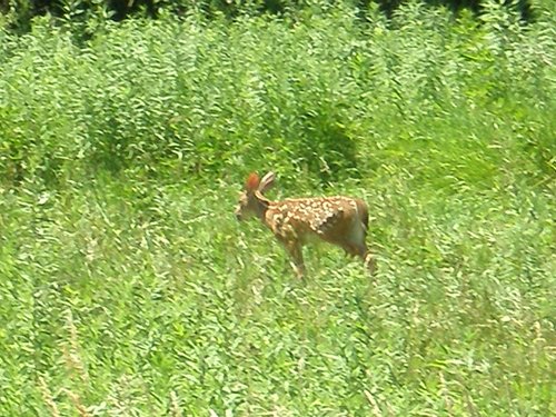 Property photo 8 - 385+/- Contiguous Acres Offered in 7 Tracts