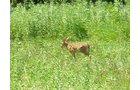 Property photo 8 - 385+/- Contiguous Acres Offered in 7 Tracts