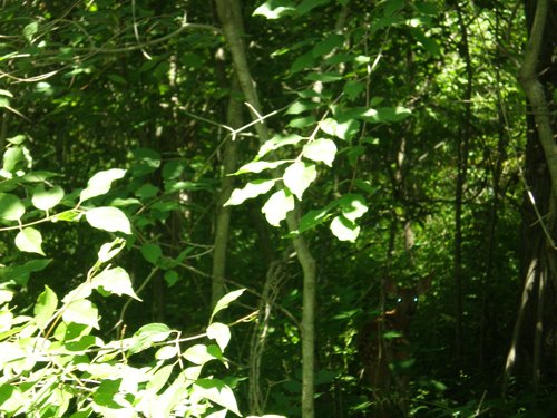 Property photo 23 - 385+/- Contiguous Acres Offered in 7 Tracts