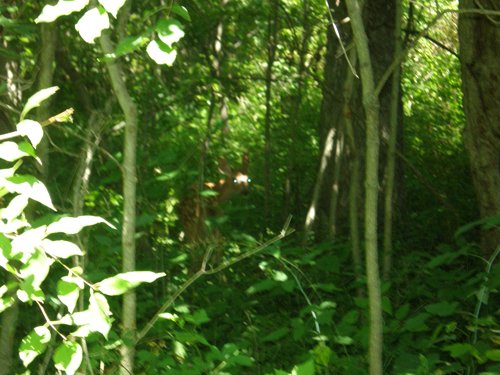 Property photo 47 - 385+/- Contiguous Acres Offered in 7 Tracts