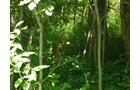 Property photo 47 - 385+/- Contiguous Acres Offered in 7 Tracts