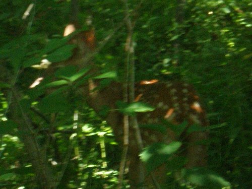 Property photo 54 - 385+/- Contiguous Acres Offered in 7 Tracts