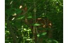 Property photo 54 - 385+/- Contiguous Acres Offered in 7 Tracts