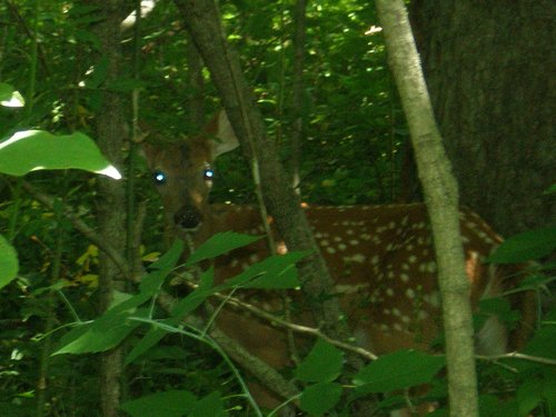 Property photo 19 - 385+/- Contiguous Acres Offered in 7 Tracts