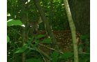Property photo 19 - 385+/- Contiguous Acres Offered in 7 Tracts