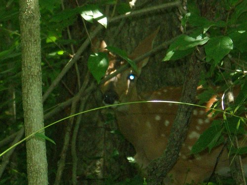 Property photo 7 - 385+/- Contiguous Acres Offered in 7 Tracts