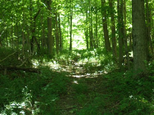 Property photo 37 - 385+/- Contiguous Acres Offered in 7 Tracts