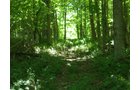 Property photo 37 - 385+/- Contiguous Acres Offered in 7 Tracts
