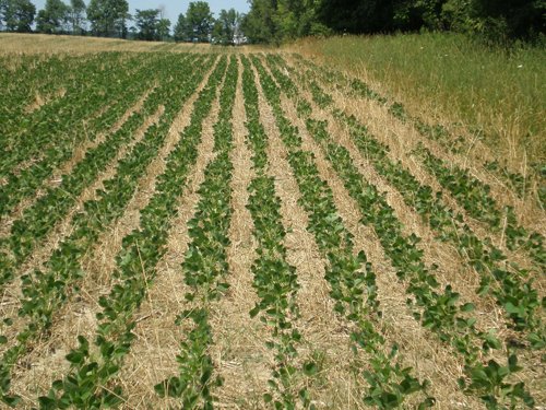 Property photo 27 - 385+/- Contiguous Acres Offered in 7 Tracts