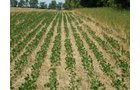 Property photo 27 - 385+/- Contiguous Acres Offered in 7 Tracts
