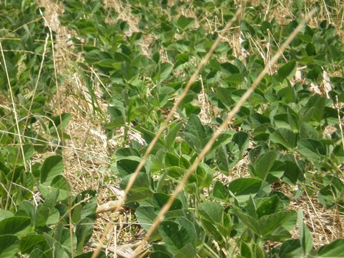 Property photo 60 - 385+/- Contiguous Acres Offered in 7 Tracts