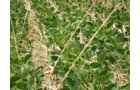 Property photo 60 - 385+/- Contiguous Acres Offered in 7 Tracts