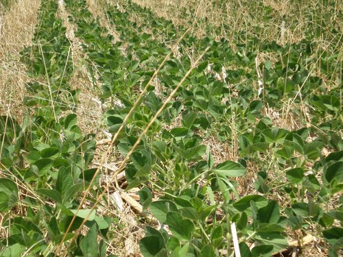 Property photo 65 - 385+/- Contiguous Acres Offered in 7 Tracts