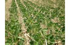 Property photo 65 - 385+/- Contiguous Acres Offered in 7 Tracts