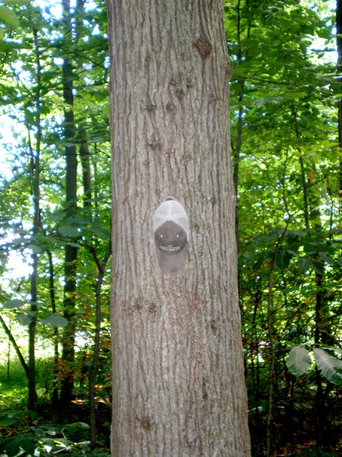 Property photo 67 - 385+/- Contiguous Acres Offered in 7 Tracts