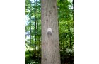 Property photo 67 - 385+/- Contiguous Acres Offered in 7 Tracts