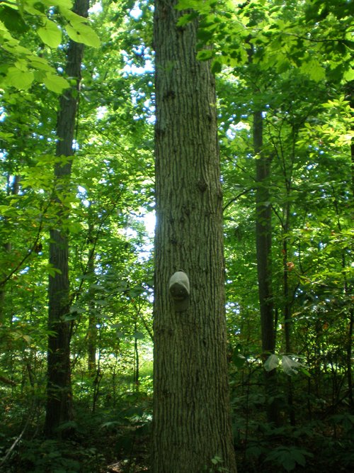 Property photo 12 - 385+/- Contiguous Acres Offered in 7 Tracts