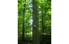 Property photo 12 - 385+/- Contiguous Acres Offered in 7 Tracts
