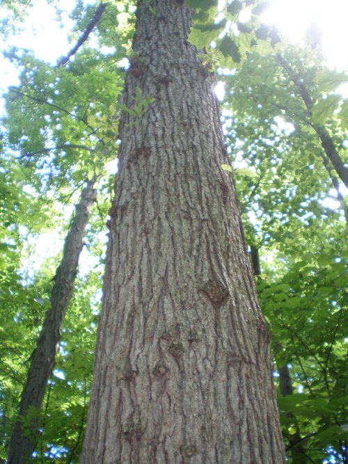 Property photo 68 - 385+/- Contiguous Acres Offered in 7 Tracts