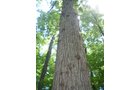 Property photo 68 - 385+/- Contiguous Acres Offered in 7 Tracts