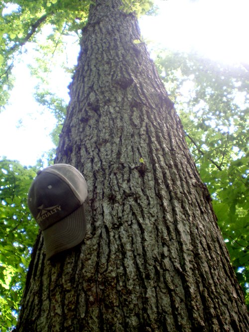 Property photo 58 - 385+/- Contiguous Acres Offered in 7 Tracts